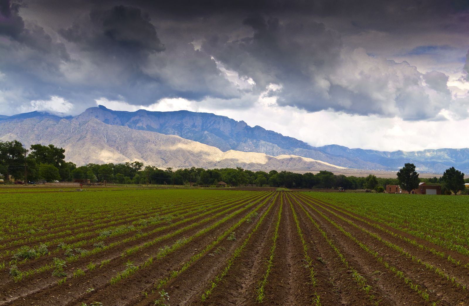 Young crop rows under storm clouds with the Sandia Mountains beyond, Corrales, New Mexico