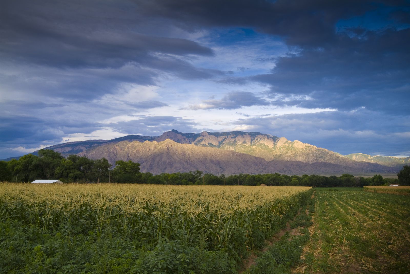 Cornfield in summer with the Sandia Mountains behind it, Corrales, New Mexico
