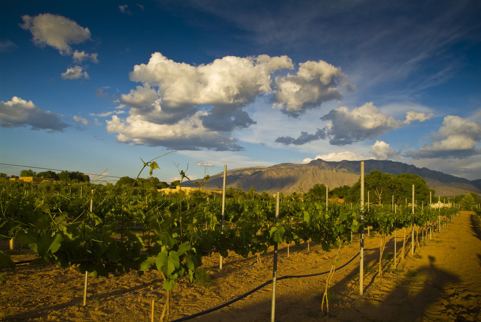 Vineyard rows at sunset with the Sandia Mountains in the distance, Corrales, New Mexico